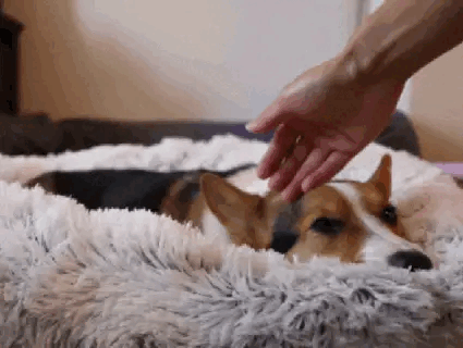 Cozy Calming Dog Soft Bed