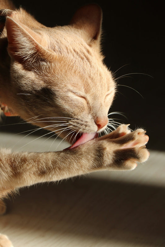 a close up of a cat with its mouth open