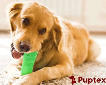 Chewy Croc™ - Durable Chewing Toy - Puptex Store